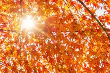 Güzel renkli sonbahar yaprakları