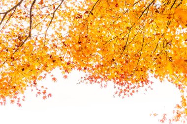 Güzel renkli sonbahar yaprakları