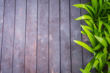 Yeşil yaprakları ile eski grunge ahşap .