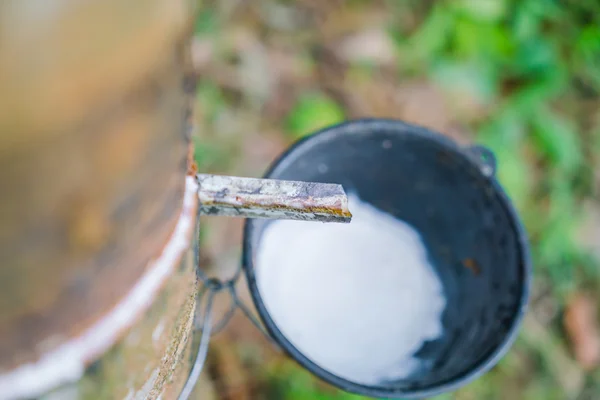 Milk of rubber tree flows into a bowl . — Stock Photo, Image