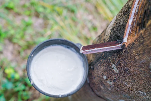 O leite da árvore de borracha flui em um boliche  . — Fotografia de Stock
