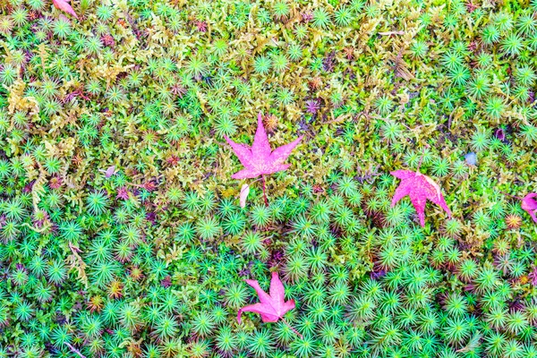 Rojo Amarillo hojas de arce de otoño en la hierba verde primavera fresca —  Fotos de Stock