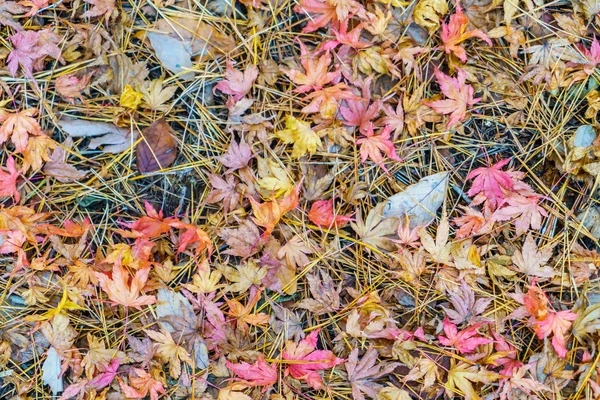 Vermelho amarelo outono folhas de bordo na primavera fresca grama verde — Fotografia de Stock