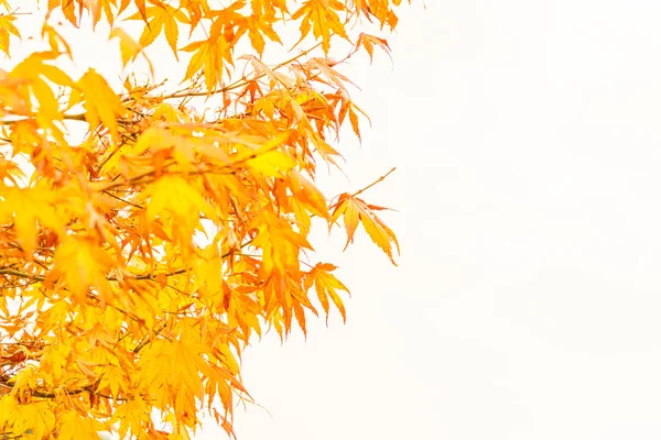 Schöne bunte Herbstblätter — Stockfoto