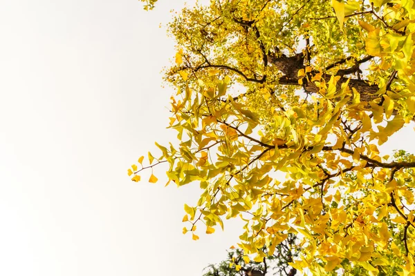 Beautiful Colorful Autumn Leaves — Stock Photo, Image