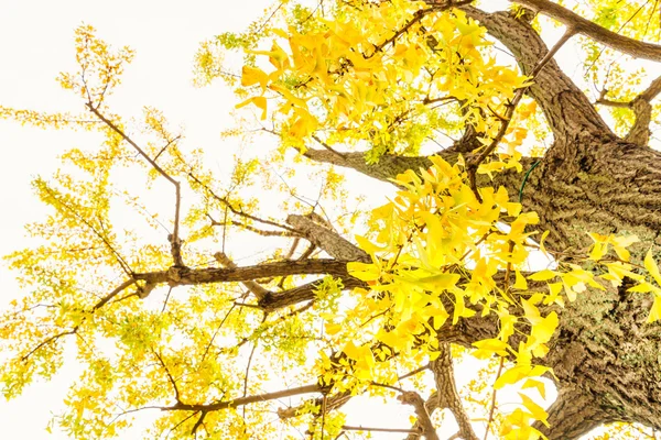 美しい紅葉 — ストック写真