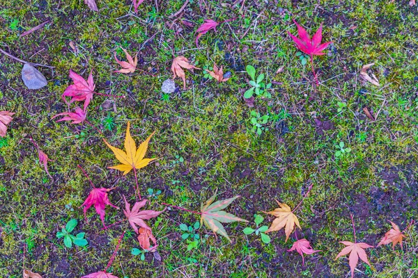 Rojo Amarillo hojas de arce de otoño en la hierba verde primavera fresca — Foto de Stock