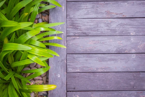 Old grunge wood with green leaves .