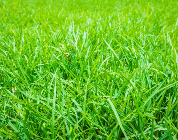 Fresh spring green grass . — Stock Photo, Image