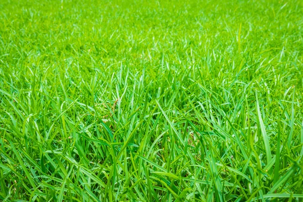 Primavera fresca grama verde . — Fotografia de Stock