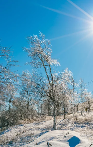 Arbres gelés en hiver avec ciel bleu — Photo