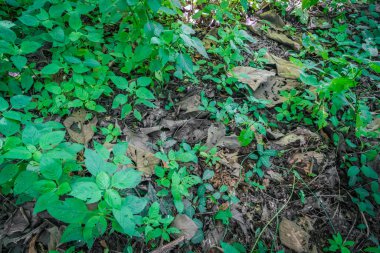 Ormanda yol (filtrelenmiş resim işlenmiş vintage etkisi. ) .