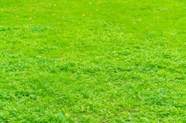 Taze yeşil çimlerin yakın plan görüntüsü .