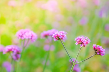 Güzel pembe demet çiçek yeşil çim zemin üzerine .