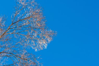 Mavi gökyüzü ile kışın ağaçlar donmuş