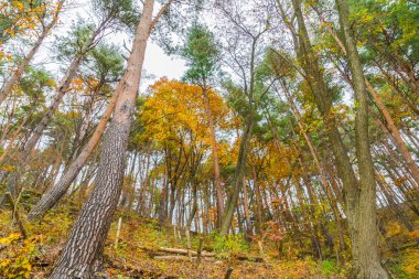 Güzel renkli sonbahar yaprakları 