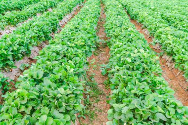 Çilek alan görüntüsünü