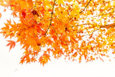 Güzel renkli sonbahar yaprakları