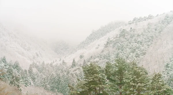 雪の上の冬の景色の木 — ストック写真