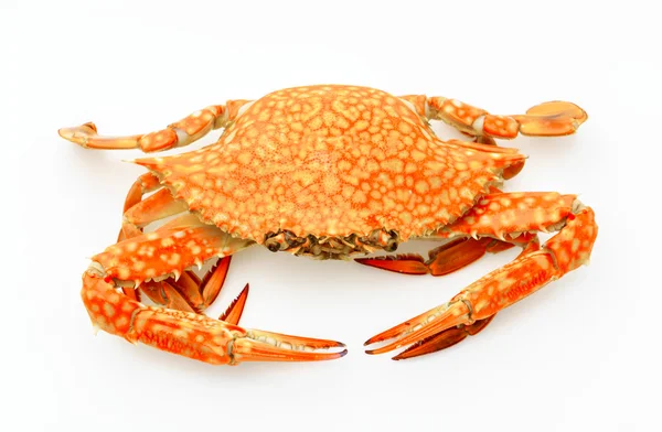 Steamed crabs on white background . — Stock Photo, Image