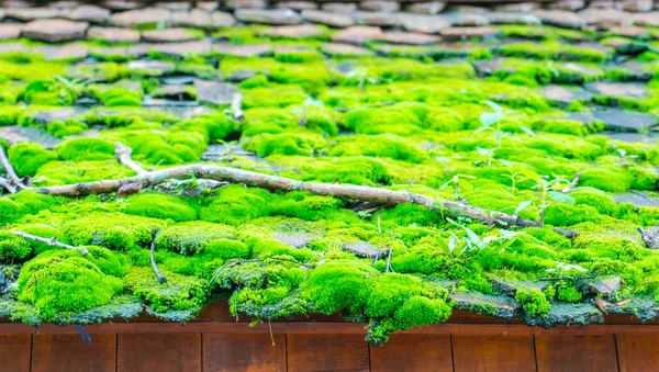 緑の木の屋根のコケ . — ストック写真