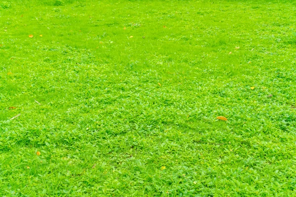 Imagem de close-up de grama verde fresca primavera . — Fotografia de Stock