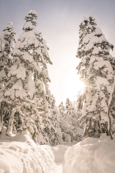 Árvores de inverno cobertas de neve (imagem filtrada processada vinta — Fotografia de Stock