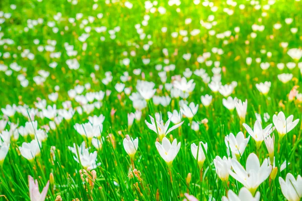 Piękny bukiet białych kwiatów na tle zielonej trawie . — Zdjęcie stockowe