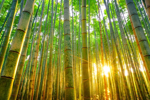 Forêt de bambous avec ensoleillé le matin — Photo