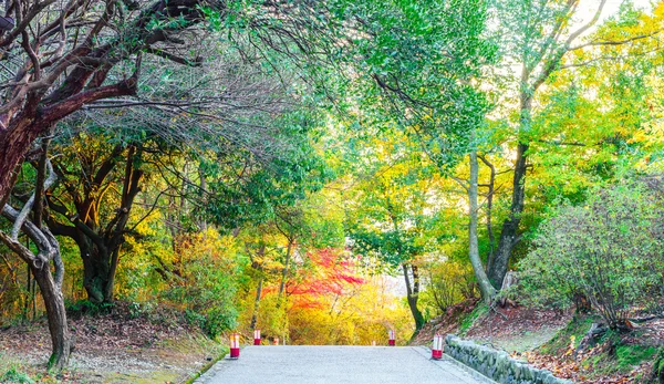 Indah warna daun musim gugur — Stok Foto