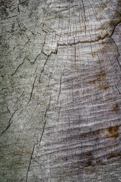 나무의 질감 배경 사진 — 스톡 사진