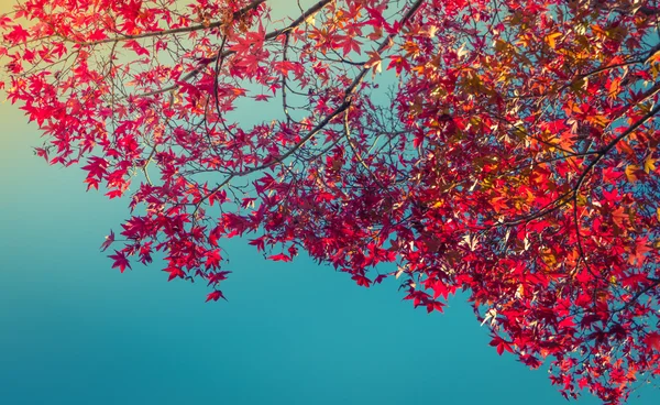 Schöne bunte Herbstblätter — Stockfoto