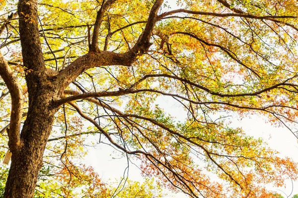 Mooie kleurrijke herfstbladeren — Stockfoto