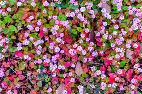 Εικόνα από όμορφα ροζ λουλούδια — Φωτογραφία Αρχείου
