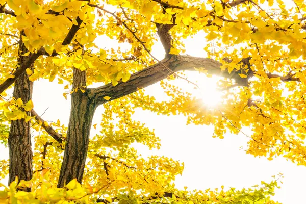 Schöne bunte Herbstblätter — Stockfoto