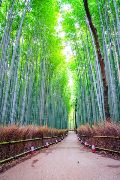 Bambusz erdő Japánban — Stock Fotó