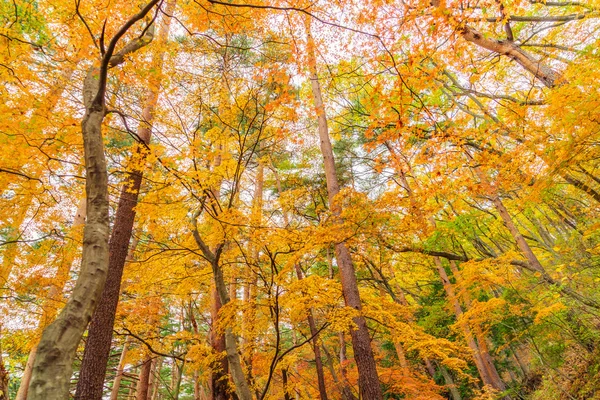 Belles feuilles d'automne colorées — Photo