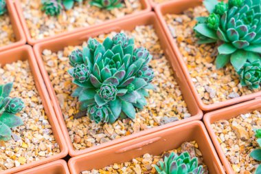 Güzel küçük kaktüs alan .