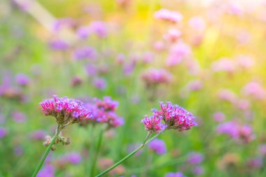 Güzel pembe demet çiçek yeşil çim zemin üzerine .