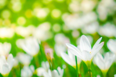 Güzel beyaz demet çiçek yeşil çim zemin üzerine .