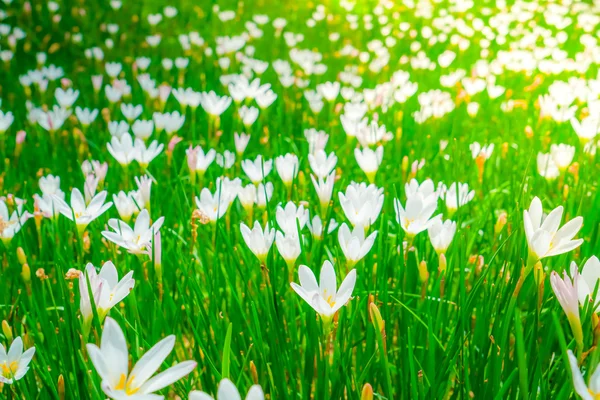 Πανέμορφο λευκό μπουκέτο λουλούδια σε φόντο πράσινο γρασίδι . — Φωτογραφία Αρχείου