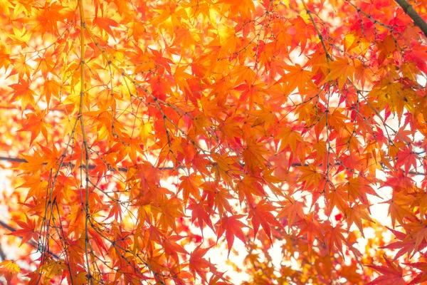 Schöne bunte Herbstblätter — Stockfoto