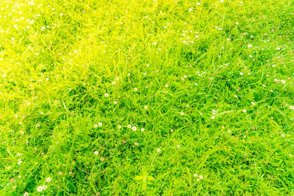 Beautiful White bunch flowers on green grass background . — Stock Photo, Image