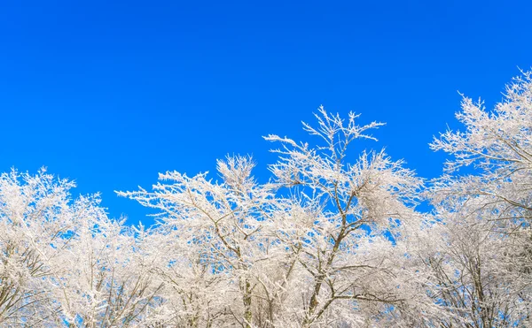 Frozen trees in winter with blue sky — Stock Photo, Image