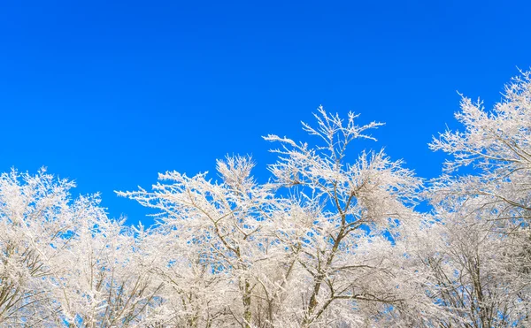 Arbres gelés en hiver avec ciel bleu — Photo