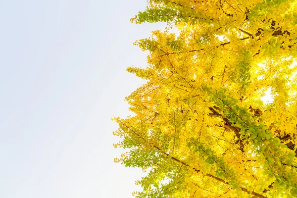 Όμορφα πολύχρωμα φθινοπωρινά φύλλα — Φωτογραφία Αρχείου
