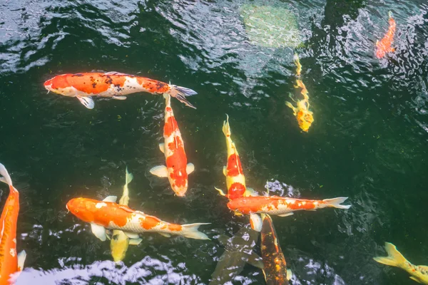 五颜六色的锦鲤鱼儿在水中游泳 . — 图库照片