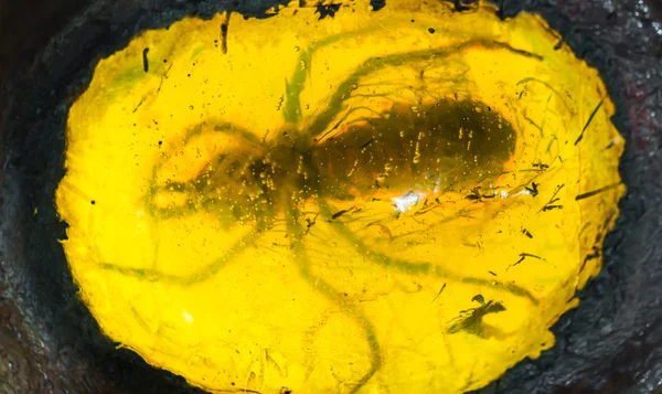Amber baltico fossilizado com inseto dentro  . — Fotografia de Stock