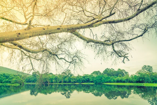 Beautiful green park with lake , Ang Kaew at Chiang Mai Universi — Stock Photo, Image