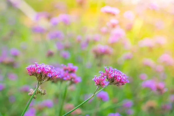 Όμορφη ροζ μπουκέτο λουλούδια σε φόντο πράσινο γρασίδι . — Φωτογραφία Αρχείου